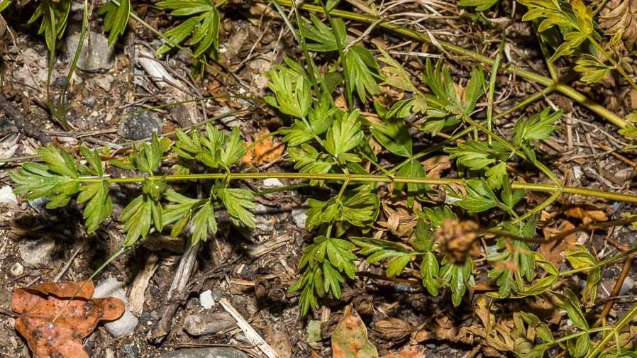 Apiaceae: Xanthoselinum venetum